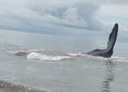 Paus Terdampar Gegerkan Masyarakat Manduamas Tapanuli Tengah