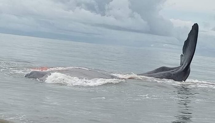 Paus Terdampar Gegerkan Masyarakat Manduamas Tapanuli Tengah