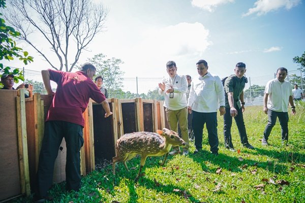 Pj Sekda Kota Medan Topan Obaja Putra Ginting melepas 15 ekor rusa di Taman Cadika, Rabu (9/10) pagi. Dimana, 3 ekor diantaranya jantan dan 12 ekor betina. Pelepasan dihadiri pihak Istana Kepresidenan Bogor, Abdul Gani Hamumuroafa dan Kadis Pemuda dan Olahraga Kota Medan T Chairuniza. (seputaranindonesia.com/Istimewa)