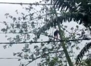 Warga Medan Gempar! Penebang Pohon Ditemukan Tergantung dengan Luka Parah