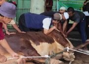 Al Washliyah Dipercaya Presiden! Kurban Sapi Jumbo 1 Ton Prabowo Disembelih di Medan