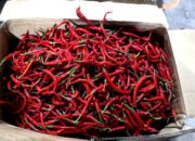 Pemprov Sumut Jamin Rencana Intervensi Cabai Merah Berjalan Lancar