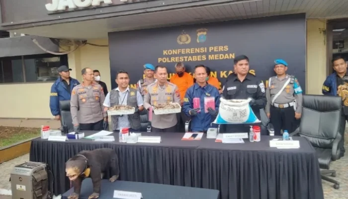 Dua Pelaku Perdagangan Beruang Madu dan Trenggiling Ditangkap di Medan