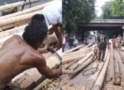 Jelang Kemerdekaan, Permintaan Batang Pinang Belum Bergerak: Baru 45 Batang Terjual