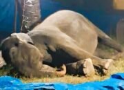 Ratna Gajah Betina Rahmat Zoo & Park Mati, Diduga Alami Gagal Organ Akibat Penyakit Komplikasi