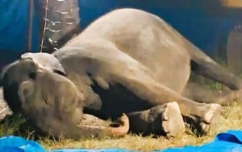Ratna Gajah Betina Rahmat Zoo & Park Mati, Diduga Alami Gagal Organ Akibat Penyakit Komplikasi